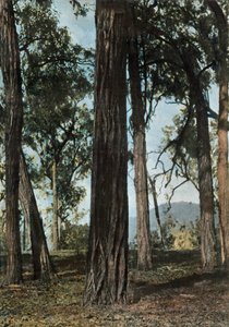 Nouvelle-Guinee. Le Bois De Fer, Papua-Neuguinea - Eisenholzbäume, 1900