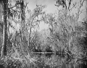 Am Governors Creek, Ocklawaha River, Florida, ca. 1897