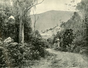 Auf der Illawarra Road, N.S.W., 1901