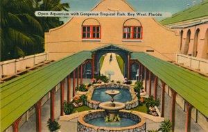 Offenes Aquarium mit prächtigen tropischen Fischen, Key West, Florida, ca. 1940er Jahre