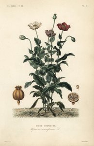Schlafmohn