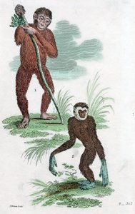 Orang-Utan und Gibbon, 1822 von Unbekannt