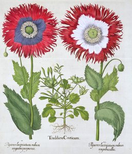Ziermohn, 1613 von Unbekannt