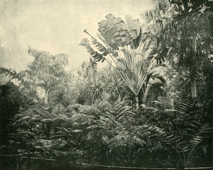 Palm- und Farninsel, Botanischer Garten, Brisbane, 1901