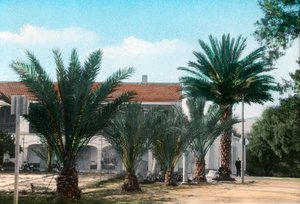 Palmen, Hammam Meskoutine, Algerien