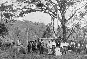 Paraguayische Teesammlung, Paraguay