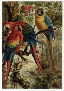 Papageien - in „La vita degli animali“ von A.E. Brehm, Torino
