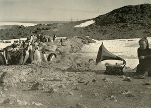 Pinguine hören im Sommer Grammophon