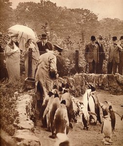 Pinguine auf Parade für den König, 1934-1935