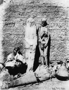 Fotografie von Mumien, 1860
