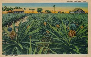 Ananasfeld - Habana, Campo De Pinas, um 1910 von Unbekannt