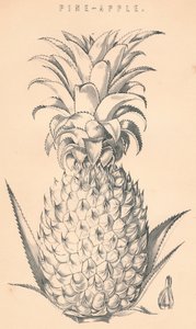 Ananas, 19. Jahrhundert von Unbekannt