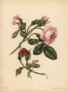 Rosa und scharlachrote Moosrosenknospen, Schönheit, Liebe und Poesie von Unbekannt