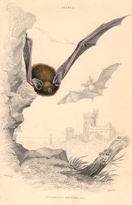 Zwergfledermaus Pipistrellus pipistrellus, 1828 von Unbekannt