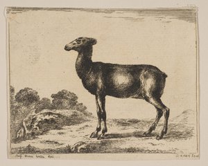 Hirsch, aus Verschiedene Tiere, nach 1641