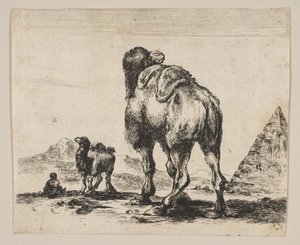 Tafel 18: Kamel von hinten gesehen mit Pyramide rechts, aus Verschiedene Tiere, nach 1641