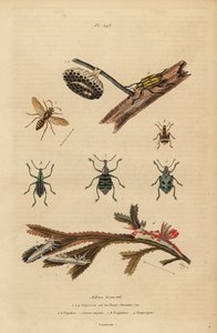 Polistes gallicus, Papierwespe und Nest, Blauer Rüsselkäfer, Eupholus schoenherri, Wurzelrüsselkäfer, Diaprepes abbreviatus, Polycera-Nacktschnecken, Ancula gibbosa, Atlantische Ancula, auf Seetang von Unbekannt