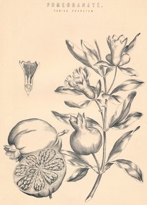 Granatapfel, 19. Jahrhundert