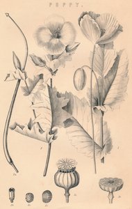 Mohnblume, 19. Jahrhundert