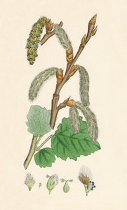 Populus canescens. Graupappel, 19. Jahrhundert