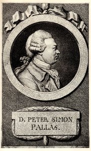 Porträt des Zoologen und Botanikers Peter Simon Pallas 1741-1811, frühes 19. Jahrhundert von Unbekannt