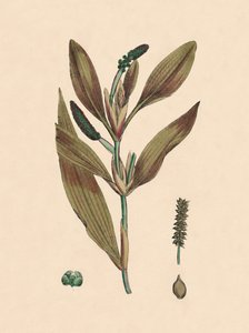 Potamogeton rufescens. Rötliches Laichkraut, 19. Jahrhundert