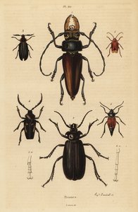 Psalidognathus friendii 1, Madre de la Culebra, Acanthinodera cumingii 2, Allocerus dilaticorne 3, Callipogos barbatus 4, Anacolus sanguineus 5 und Prionus flavipennis 6