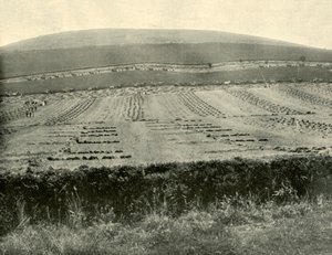 Wettbewerb für Mäher und Binder, Mount Blowhard, nahe Ballarat, 1901