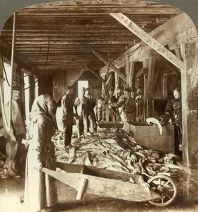 Fischannahme von Seeschiffen und Verpackung für den Export - Fischlager, Ålesund, Norwegen