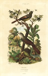 Rotschnabel-Sichelschnabel, Campylorhamphus trochilirostris und Olivbrauner Baumläufer, Sittasomus griseicapillus