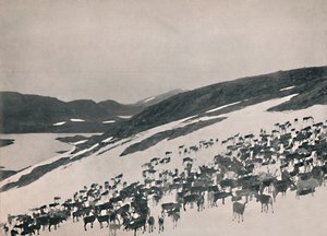 Rentiere in den Bergen, 1914 von Unbekannt