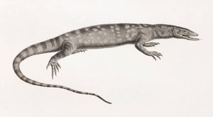 Reptilien: Ouaran von Forskal