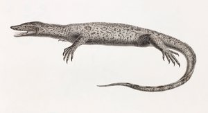 Reptilien: Tupinambis vom Nil