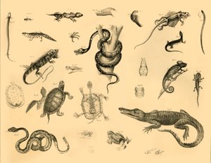 Reptilien, um 1910 von Unbekannt
