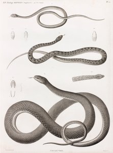 Reptilien: Serie von Illustrationen von Schlangen