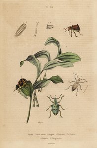 Rhigus-, Platyoma- und Cyphus-Rüsselkäfer, Borstige Tausendfüßler und Salomonssiegel von Unbekannt