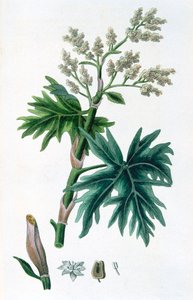 Rhabarber, 1823 von Unbekannt