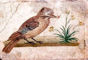 Römische Wandmalerei eines Eichelhähers aus Boscoreale bei Pompeji, 1. Jahrhundert von Unbekannt