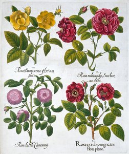 Rosen, 1613