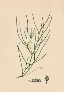 Ruppia spiralis. Große Ruppia, 19. Jahrhundert von Unbekannt