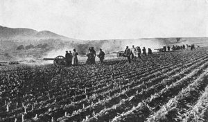 Russische Feldartillerie im Hirsefeld, Russisch-Japanischer Krieg, 1904-5