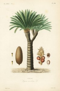 Sagopalmfarn, Cycas revoluta von Unbekannt
