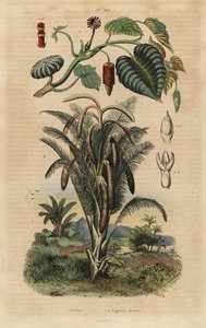 Sandbüchsenbaum und Sagopalme von Unbekannt