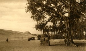 Saqqara - Die Stufenpyramide vom Sykomore aus gesehen, ca. 1918-1939