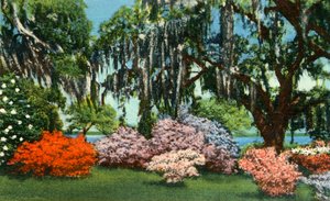 Szene in den Belle Isle Gardens, nahe Georgetown, S.C., 1942 von Unbekannt
