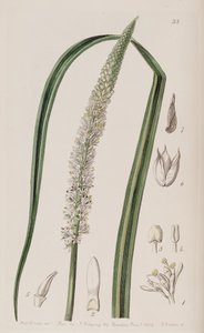 Schoenocaulon officinale von Unbekannt