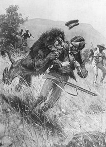 Der schottische Missionar und Entdecker David Livingstone wird von einem Löwen angegriffen, Afrika, 19. Jahrhundert