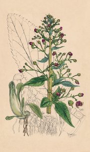 Scrophularia Ehrharti. Ehrharts Wasser-Betonie