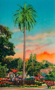 Serra Palm. Die erste Palme in Kalifornien, um 1941