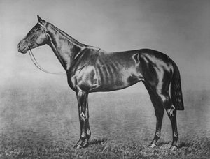 Signorinetta, 1905-1928, 1911